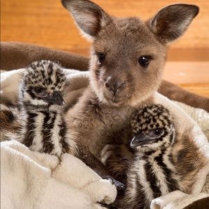 Meet your Posher, Bobbbobby